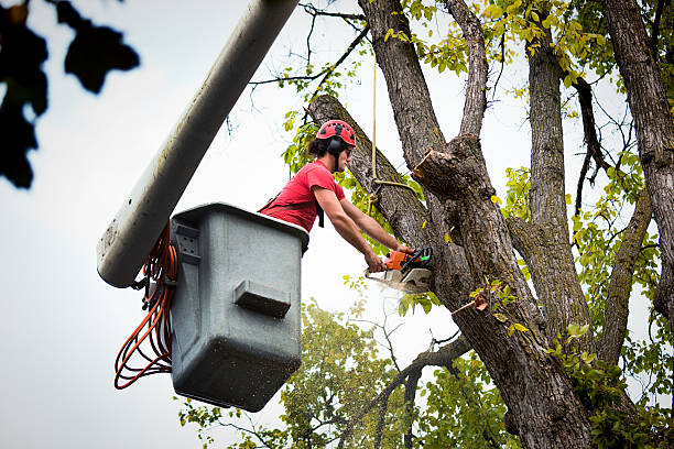 Best Tree Root Removal  in Middleport, NY